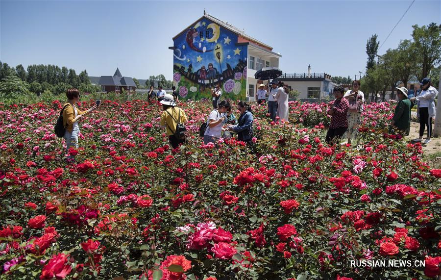 "Городок роз" в горах Циньлин