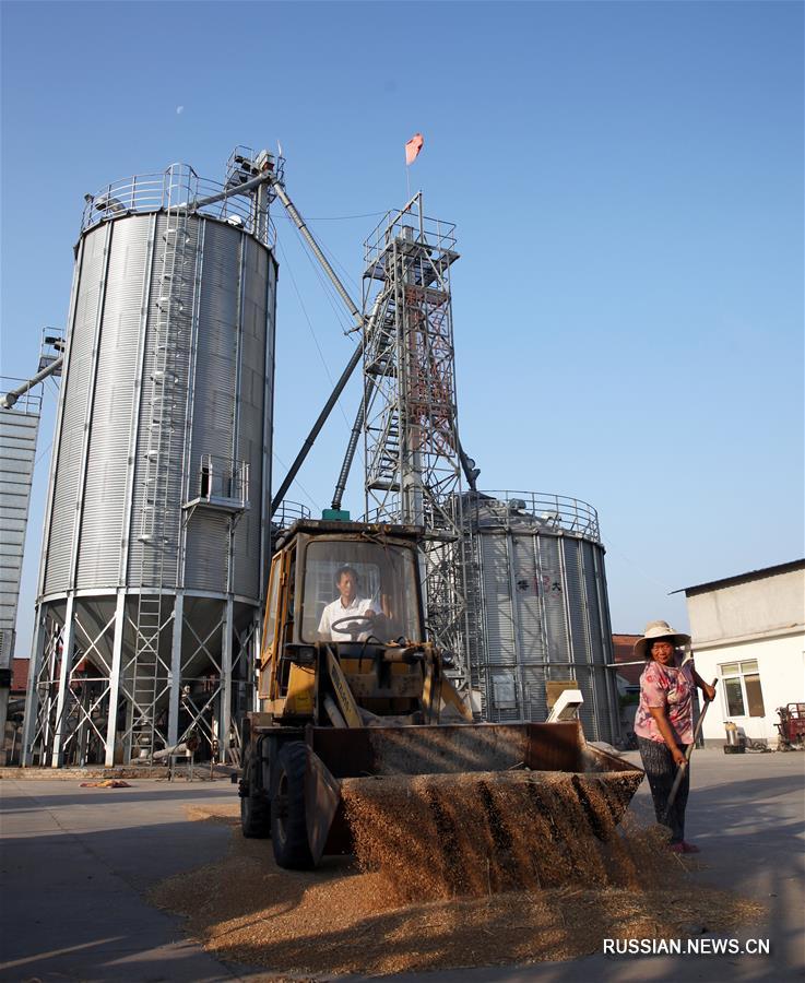 Сельхозтехника на уборке пшеницы в Цзыбо