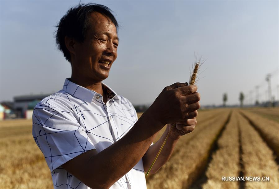 Сельхозтехника на уборке пшеницы в Цзыбо