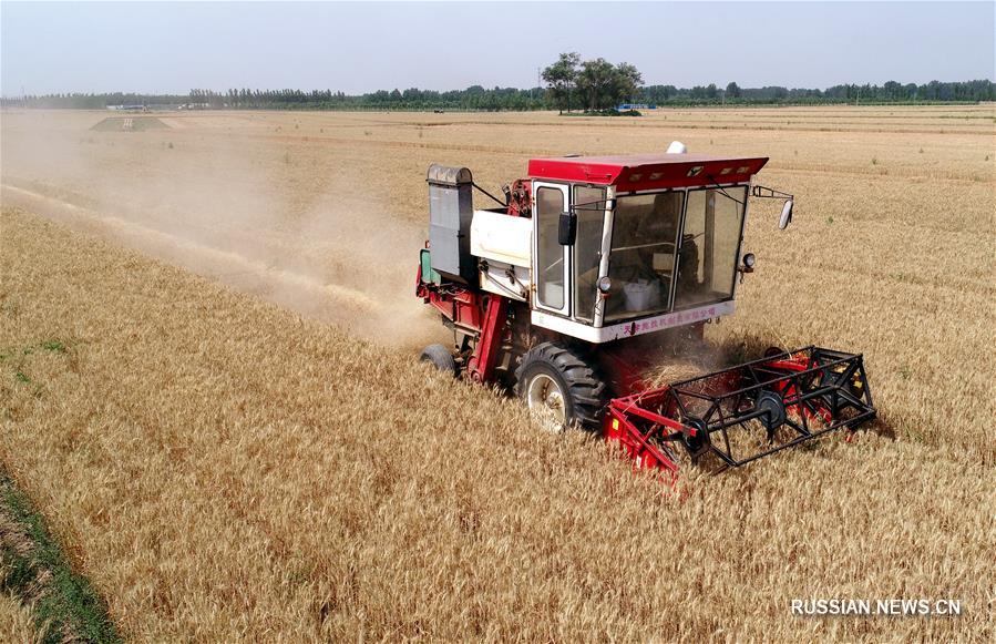 В провинции Хэбэй собирают первый летний урожай пшеницы