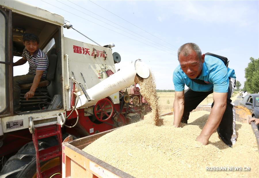 В провинции Хэбэй собирают первый летний урожай пшеницы