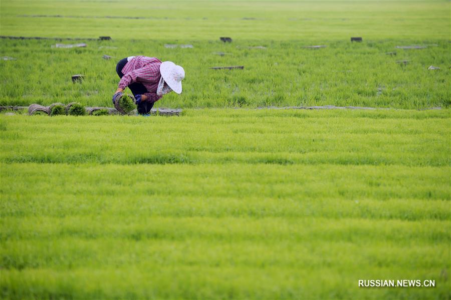 Высаживание риса на полях Хайаня
