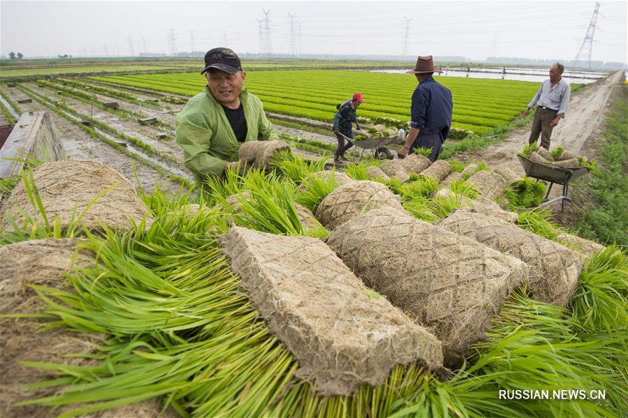 Высаживание риса на полях Хайаня