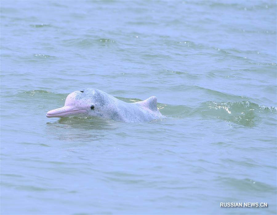 Китайский дельфин у побережья Циньчжоу
