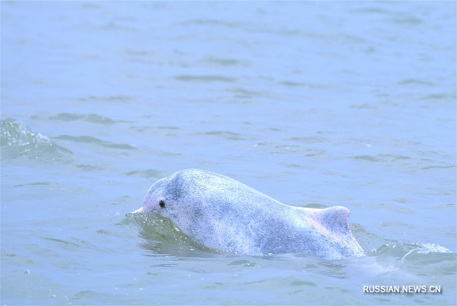 Китайский дельфин у побережья Циньчжоу