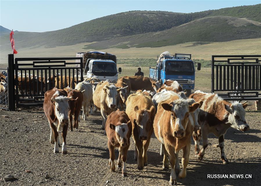 Ежегодный перегон скота по степи Ар-Хорчин