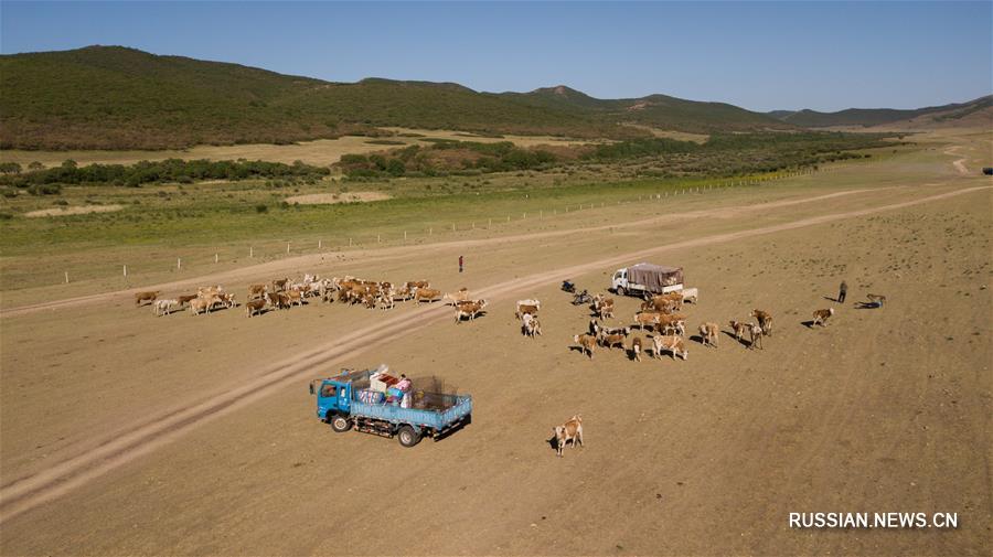 Ежегодный перегон скота по степи Ар-Хорчин