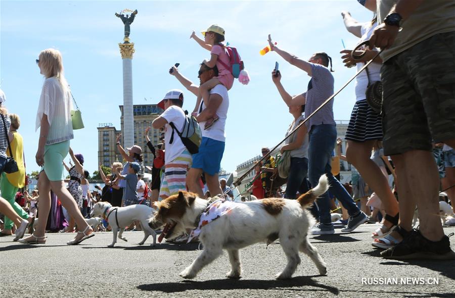 В Киеве прошел 2-й парад джек-рассел-терьеров и парсон-рассел-терьеров