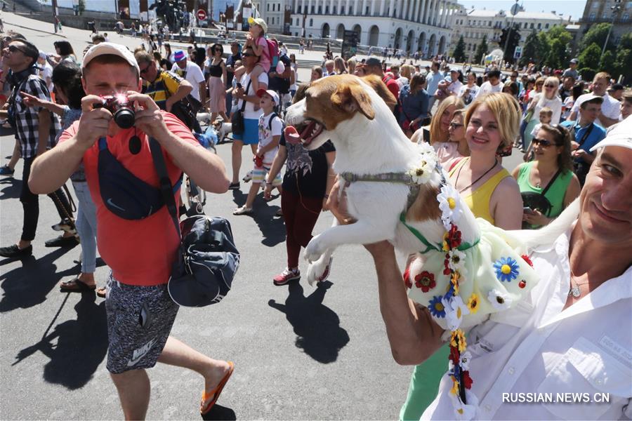 В Киеве прошел 2-й парад джек-рассел-терьеров и парсон-рассел-терьеров