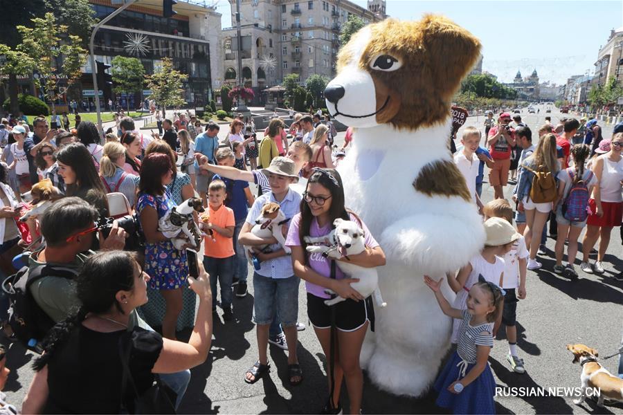 В Киеве прошел 2-й парад джек-рассел-терьеров и парсон-рассел-терьеров