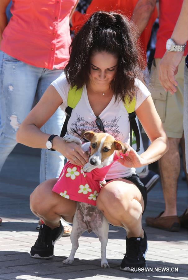 В Киеве прошел 2-й парад джек-рассел-терьеров и парсон-рассел-терьеров