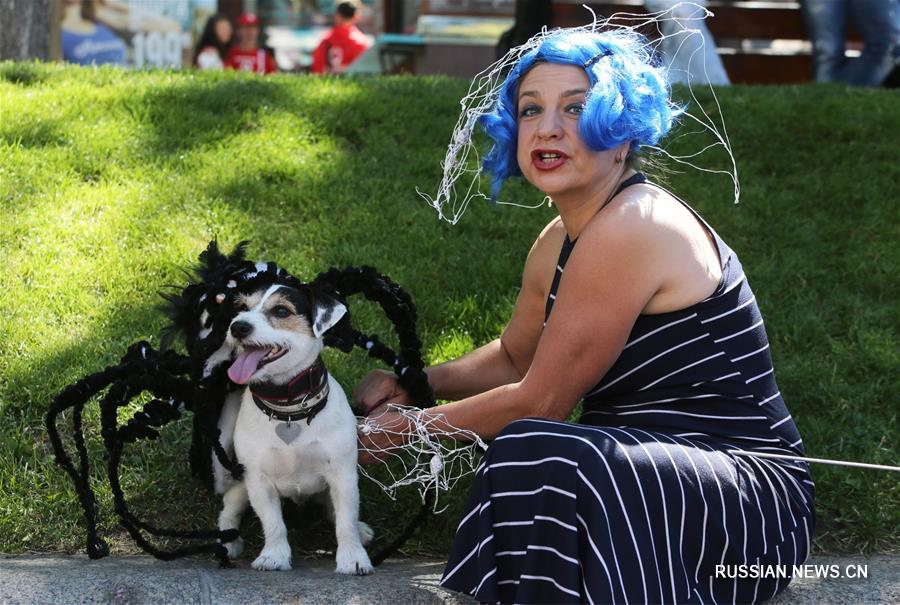 В Киеве прошел 2-й парад джек-рассел-терьеров и парсон-рассел-терьеров