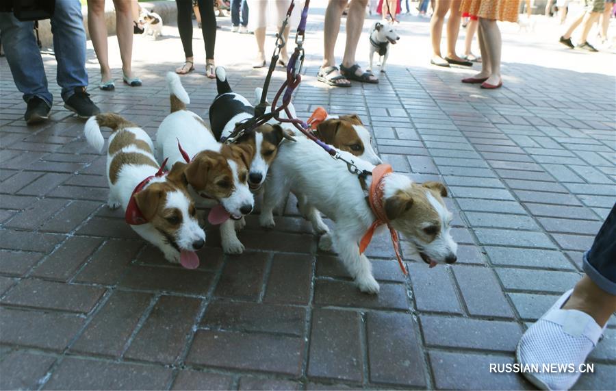 В Киеве прошел 2-й парад джек-рассел-терьеров и парсон-рассел-терьеров