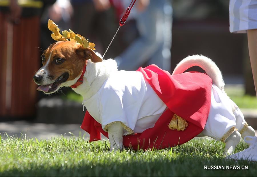 В Киеве прошел 2-й парад джек-рассел-терьеров и парсон-рассел-терьеров
