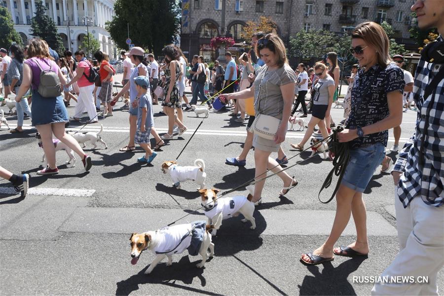 В Киеве прошел 2-й парад джек-рассел-терьеров и парсон-рассел-терьеров