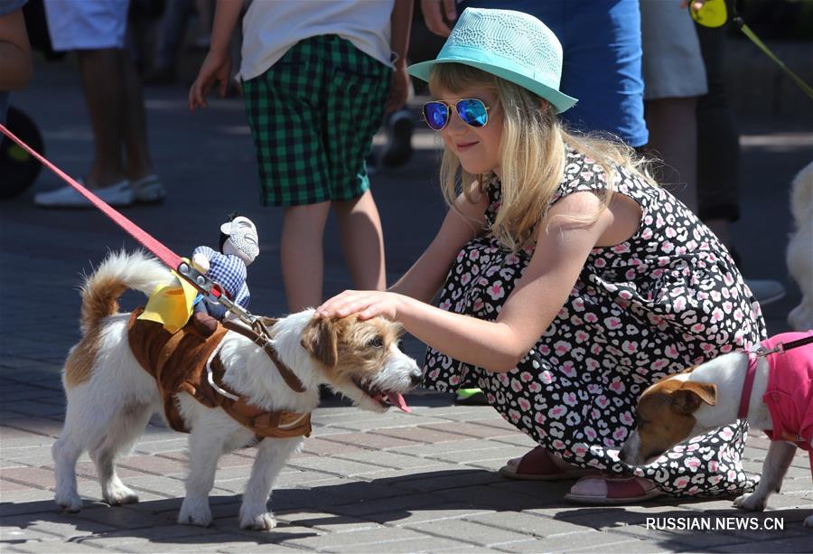 В Киеве прошел 2-й парад джек-рассел-терьеров и парсон-рассел-терьеров