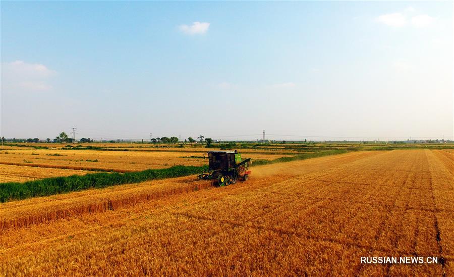 Фермеры собирают урожай пшеницы в провинции Хэбэй 