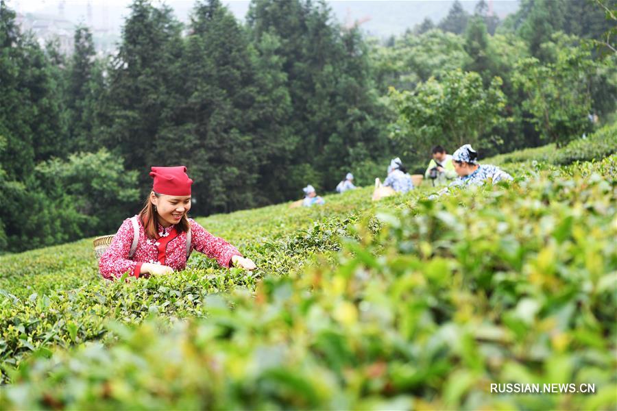 Конкурс сбора чайных листьев и чайной церемонии в Чунцине