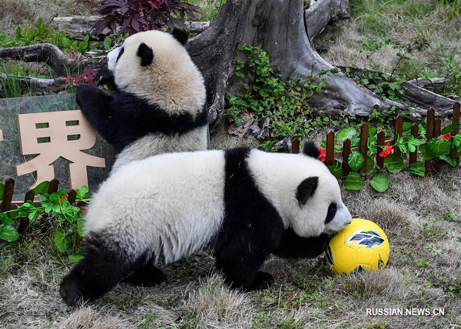 В Китае проведен "футбольный матч" больших панд, приуроченный к открытию Чемпионата  мира по футболу в России 