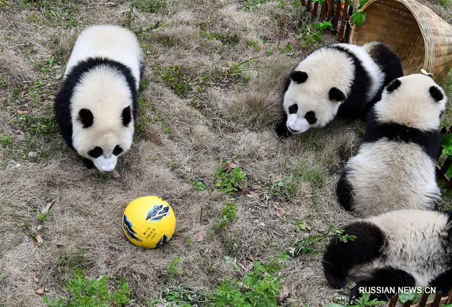 В Китае проведен "футбольный матч" больших панд, приуроченный к открытию Чемпионата  мира по футболу в России 