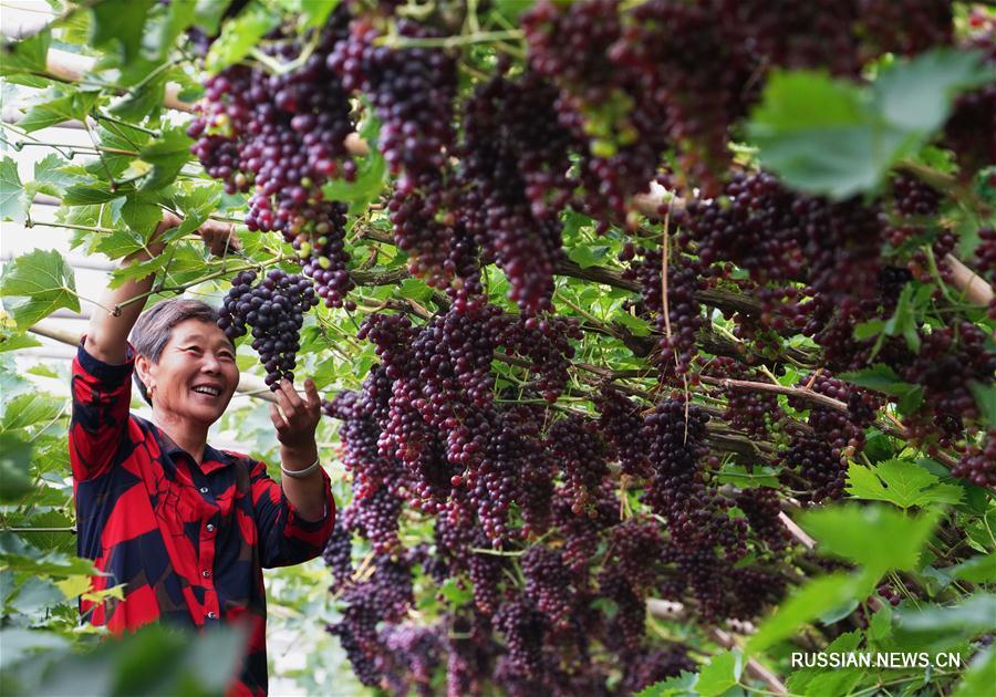 Выращивание винограда в деревне Чжаотань