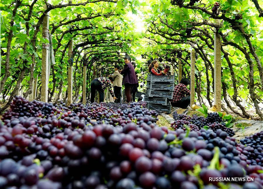 Выращивание винограда в деревне Чжаотань