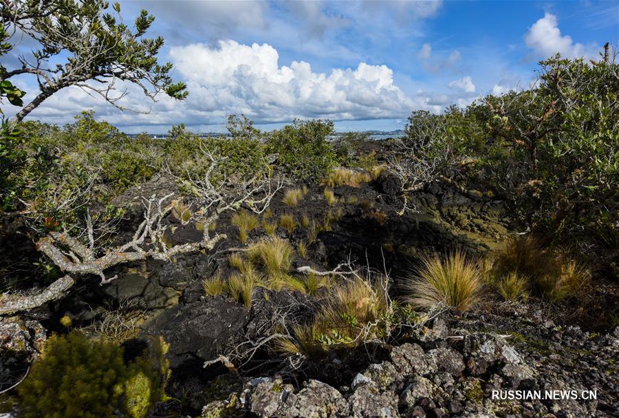 Вулканический остров Рангитото в Новой Зеландии
