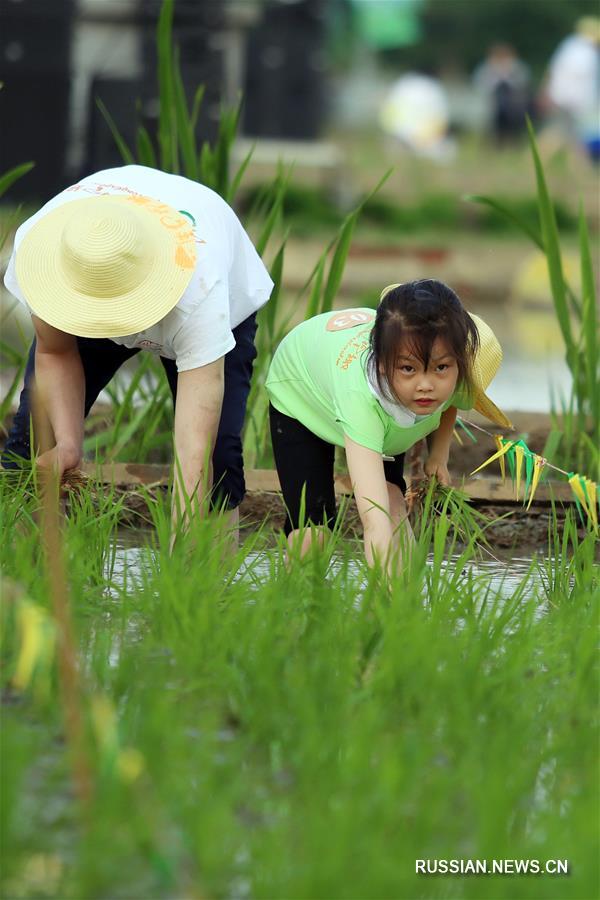 Горожане на фестивале посадки риса в Чанчжоу