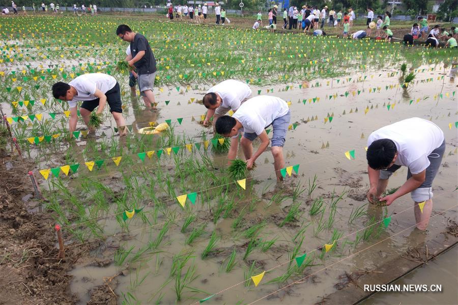 Горожане на фестивале посадки риса в Чанчжоу