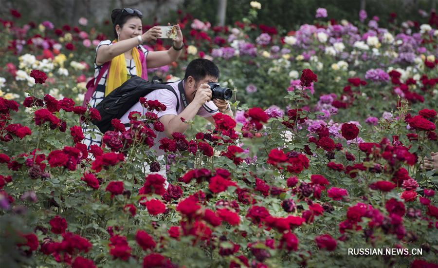 Аромат "городка роз" в уезде Лонань манит туристов со всего Китая