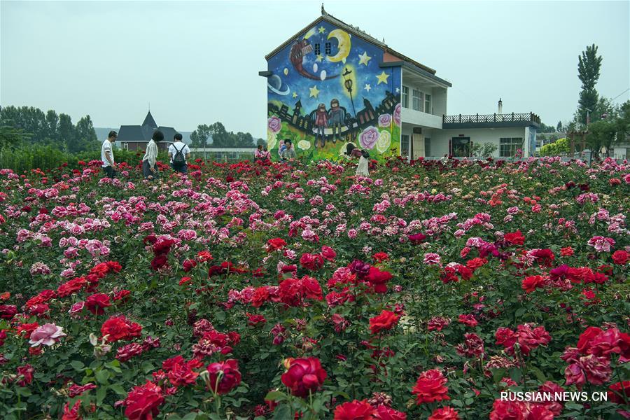 Аромат "городка роз" в уезде Лонань манит туристов со всего Китая