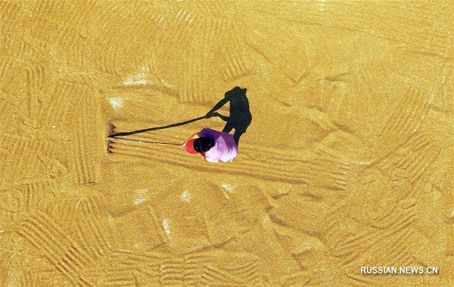 Фермеры сушат пшеницу в провинции Хэбэй