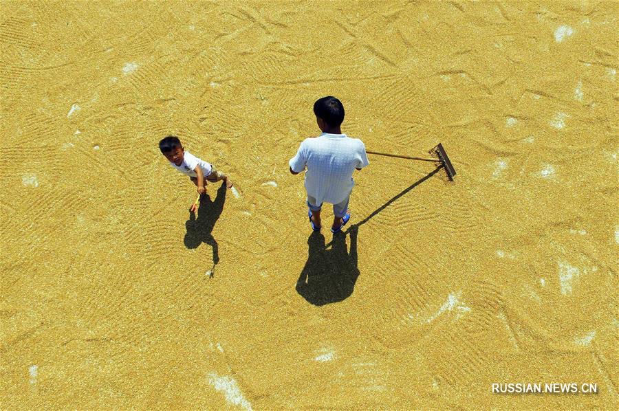 Фермеры сушат пшеницу в провинции Хэбэй