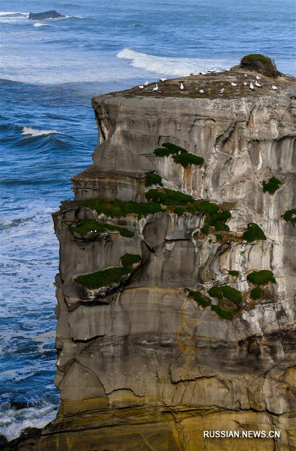 （新华视界）（3）塘鹅栖息地穆里怀海岸