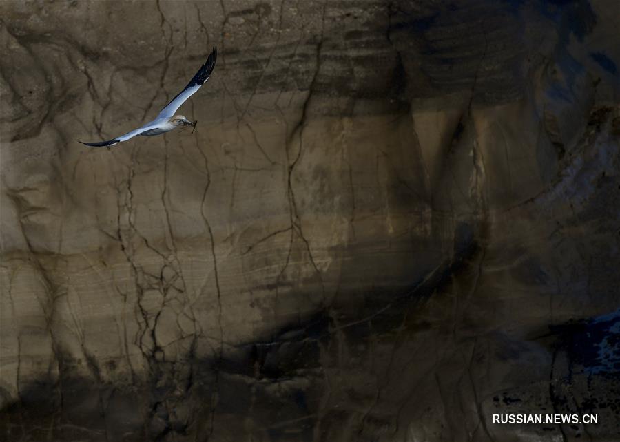 （新华视界）（4）塘鹅栖息地穆里怀海岸