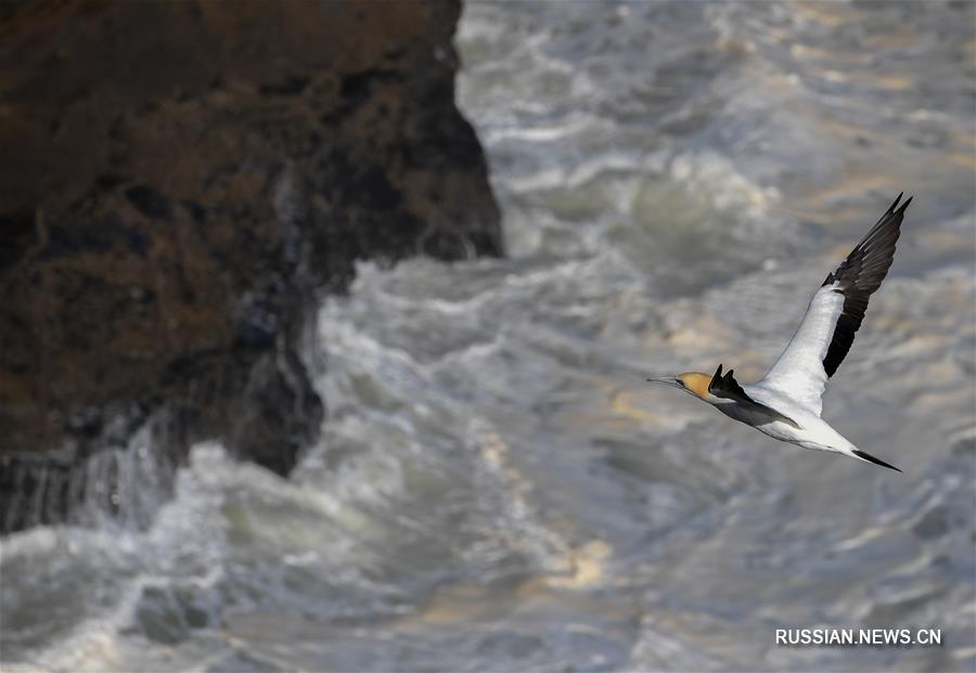 （新华视界）（7）塘鹅栖息地穆里怀海岸