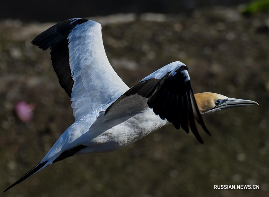 （新华视界）（6）塘鹅栖息地穆里怀海岸