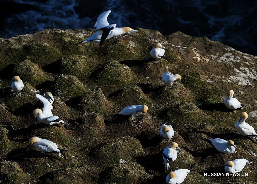 （新华视界）（10）塘鹅栖息地穆里怀海岸