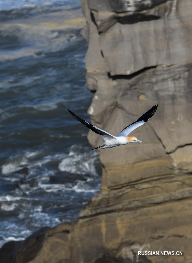 （新华视界）（5）塘鹅栖息地穆里怀海岸