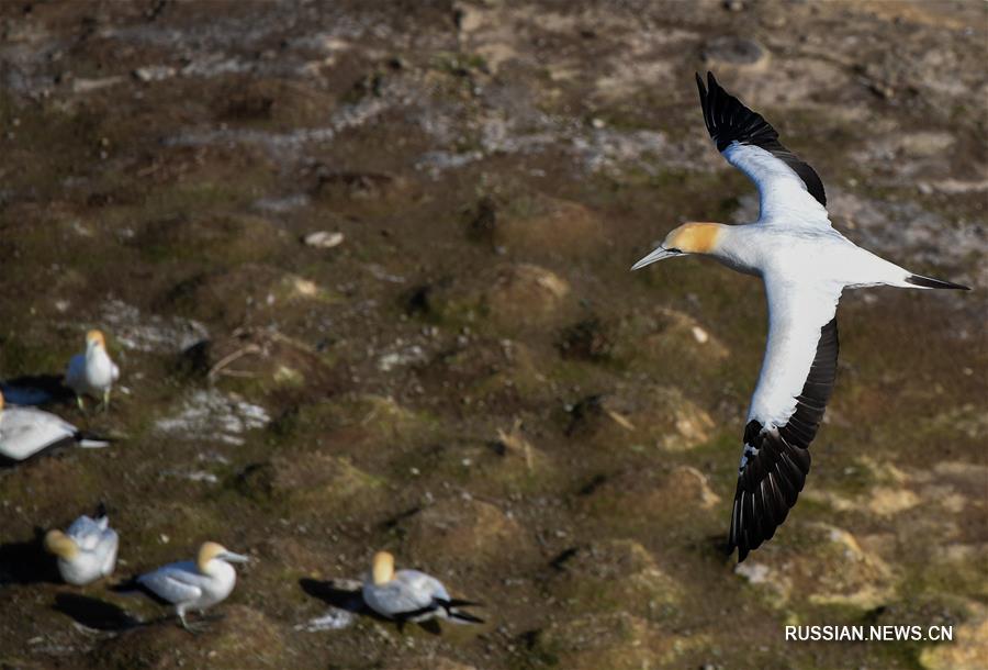 （新华视界）（2）塘鹅栖息地穆里怀海岸