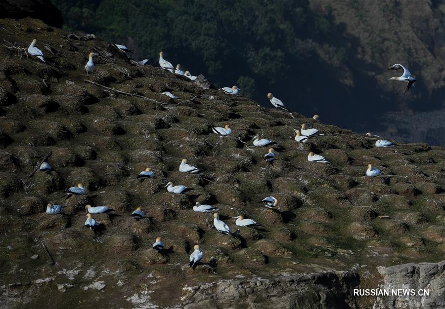 （新华视界）（8）塘鹅栖息地穆里怀海岸