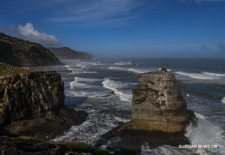 （新华视界）（9）塘鹅栖息地穆里怀海岸