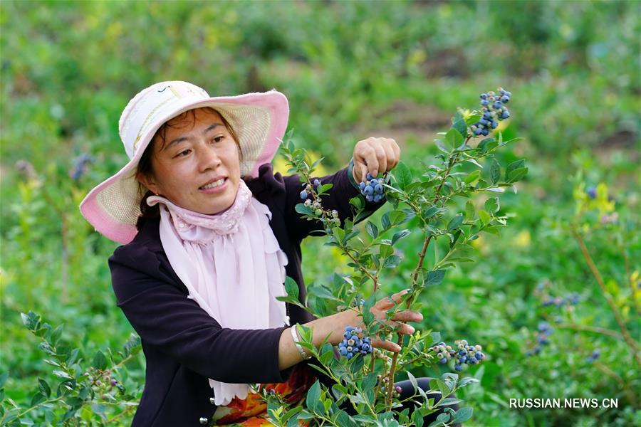 В уезде Луаньсянь собирают урожай черники