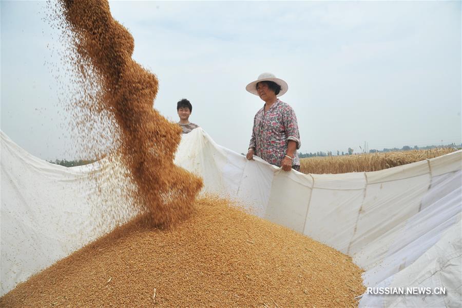 В этом году доля машинной уборки озимой пшеницы достигла в Китае 95,5 проц