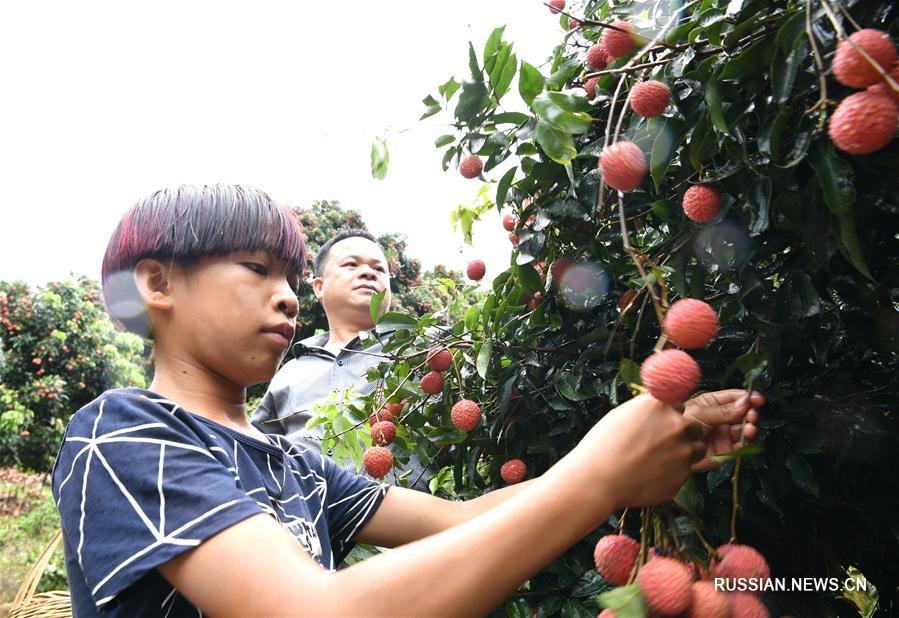 Деревенские жители в Гуанси-Чжуанском АР собирают урожай личи