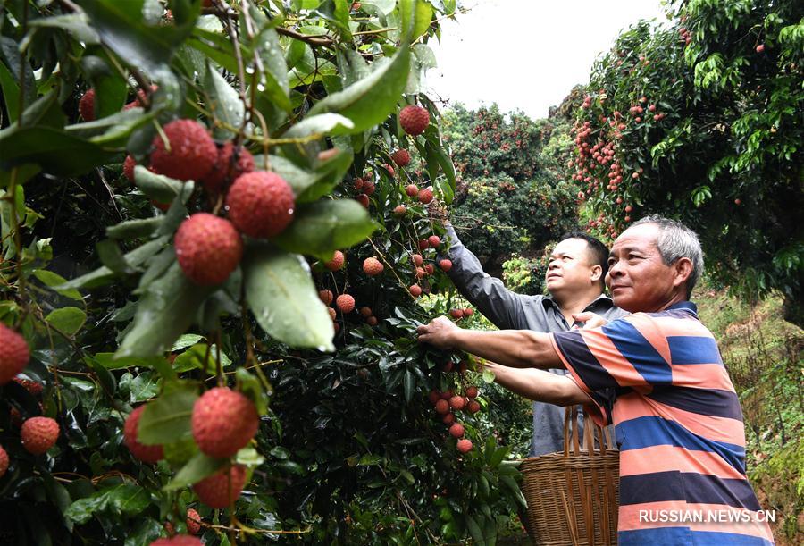 Деревенские жители в Гуанси-Чжуанском АР собирают урожай личи