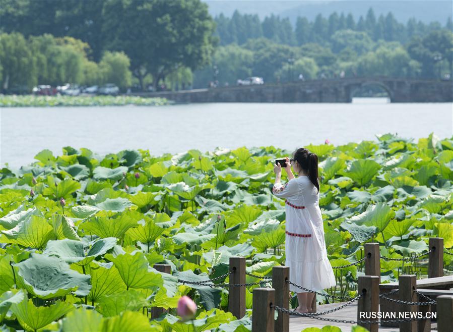 Сезон цветения лотосов на озере Сиху
