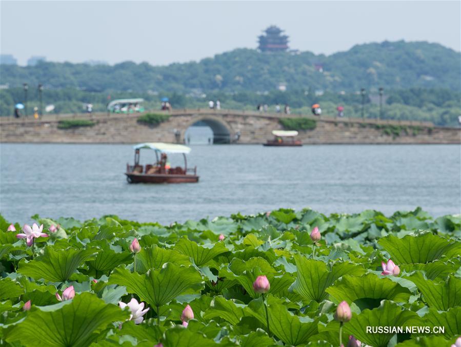 Сезон цветения лотосов на озере Сиху