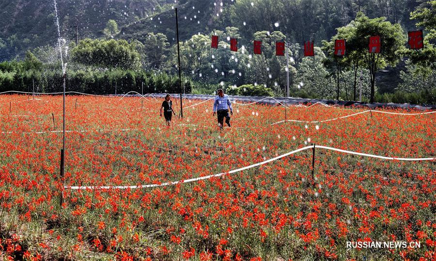 Хао Хэу и карликовые лилии
