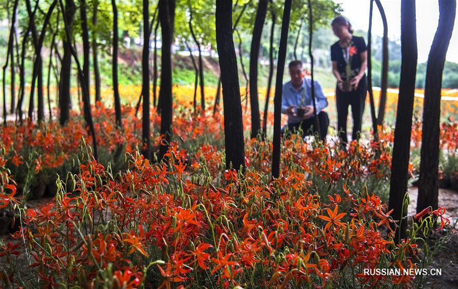 Хао Хэу и карликовые лилии